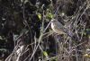 Siberian Stonechat