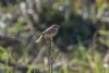 Siberian Stonechat