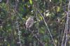 Siberian Stonechat