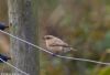 Siberian Stonechat