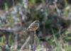 Siberian Stonechat