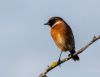 Stonechat