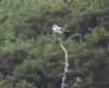 Great Grey Shrike