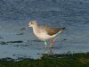 Greenshank