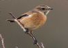 Stonechat