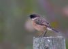 Stonechat