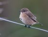 Stonechat