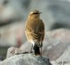 Wheatear