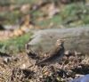 Water Pipit