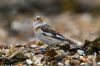 Snow Bunting