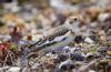 Snow Bunting