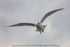 Mediterranean Gull