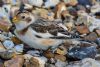 Snow Bunting