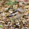 Snow Bunting