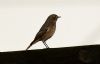 Black Redstart