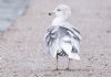 Ring-billed Gull