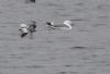 Yellow-legged Gull