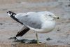 Ring-billed Gull