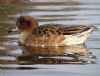 Wigeon