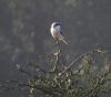 Great Grey Shrike