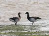 Black Brant