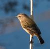 Stonechat