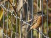 Stonechat