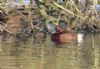 Ferruginous Duck