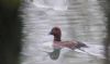 Ferruginous Duck