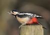 Great Spotted Woodpecker