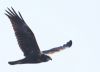 Marsh Harrier