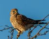 Kestrel