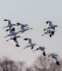 Avocet