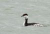 Slavonian Grebe