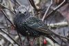 Starling