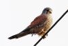 Kestrel