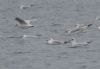 Mediterranean Gull