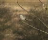 Great Grey Shrike