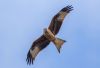 Red Kite