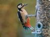 Great Spotted Woodpecker