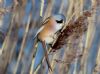 Bearded Tit