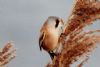 Bearded Tit