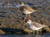 Greenshank