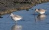 Greenshank