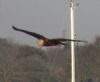 Marsh Harrier