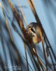 Bearded Tit