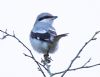 Great Grey Shrike