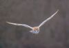 Barn Owl