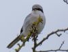 Great Grey Shrike