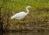 Great White Egret